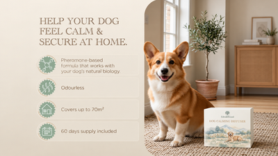 60 Day Dog Calming Diffuser Starter Kit - fireworks PDP